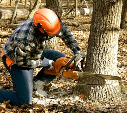 Tree Removal in Bullard, TX